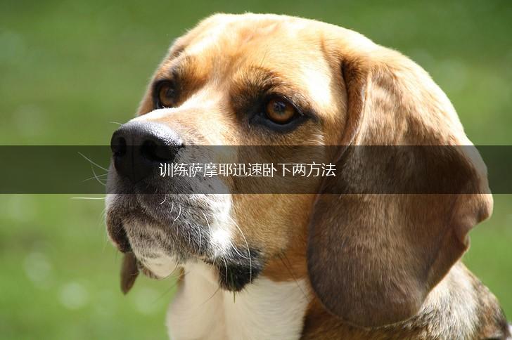 训练萨摩耶迅速卧下两方法,第1张