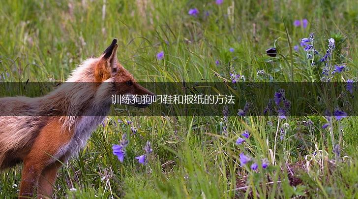 训练狗狗叼鞋和报纸的方法,第1张 训练狗狗叼鞋和报纸的方法,第1张