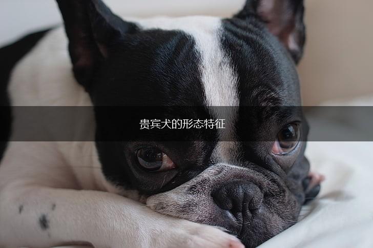 贵宾犬的形态特征,第1张