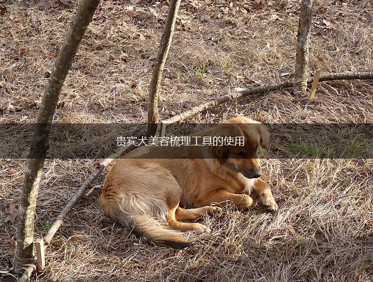 贵宾犬美容梳理工具的使用,第1张 贵宾犬美容梳理工具的使用,第1张