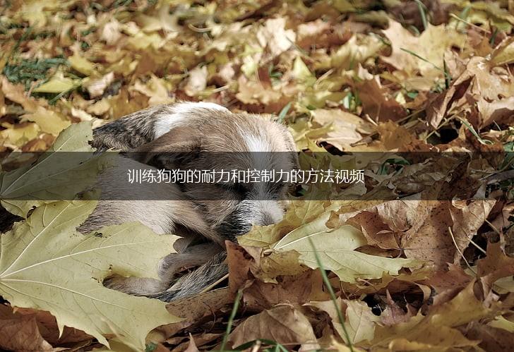 训练狗狗的耐力和控制力的方法视频,第1张