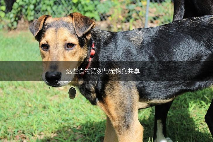 这些食物请勿与宠物狗共享,第1张