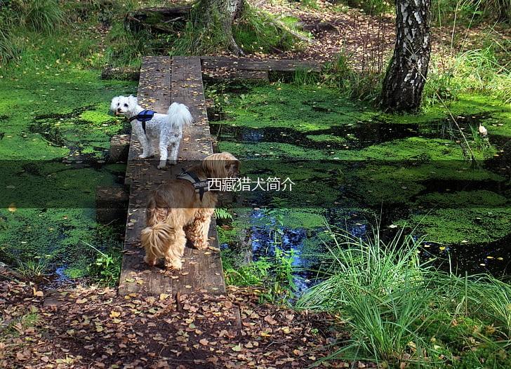 西藏猎犬简介,第1张 西藏猎犬简介,第1张