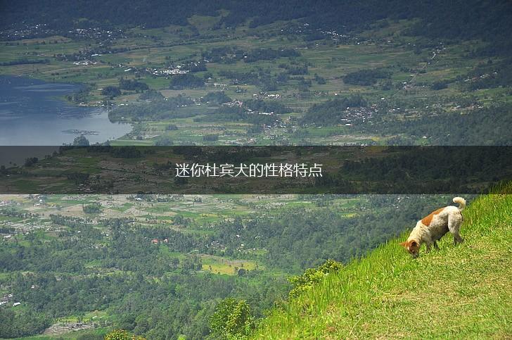 迷你杜宾犬的性格特点,第1张 迷你杜宾犬的性格特点,第1张