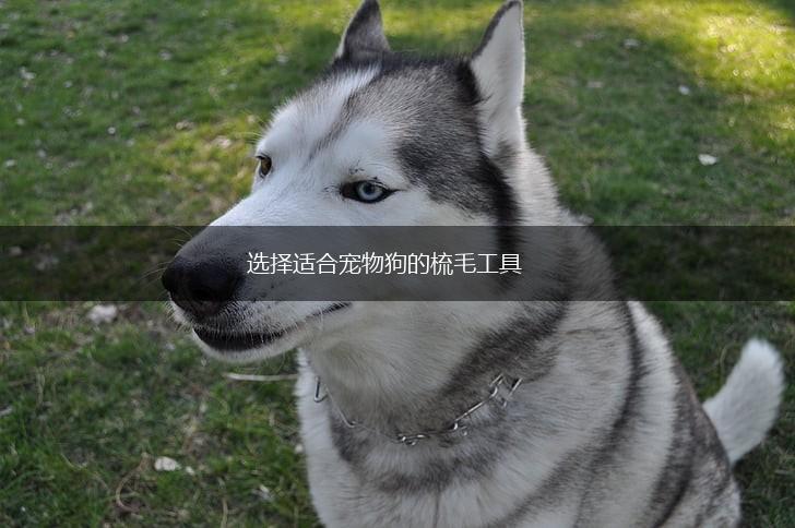 选择适合宠物狗的梳毛工具,第1张