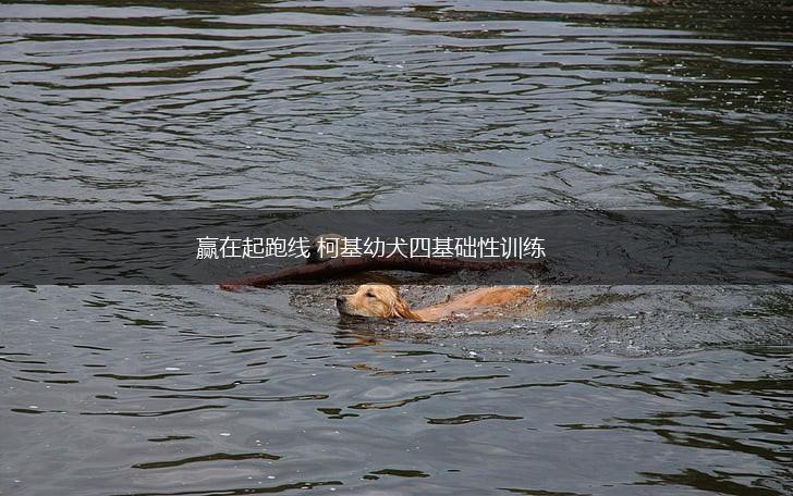 赢在起跑线 柯基幼犬四基础性训练,第1张