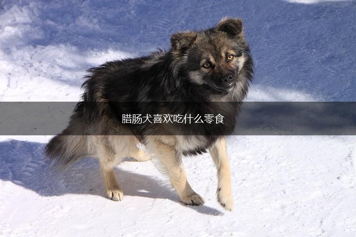 腊肠犬喜欢吃什么零食,第1张