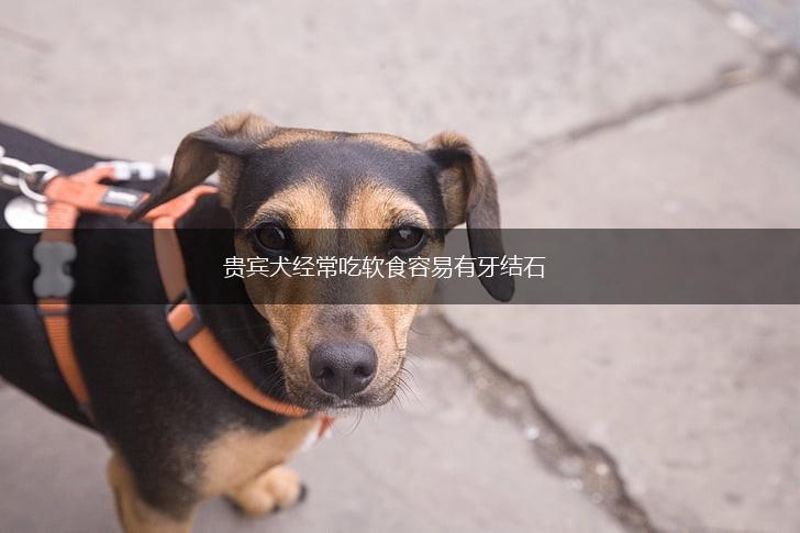 贵宾犬经常吃软食容易有牙结石,第1张