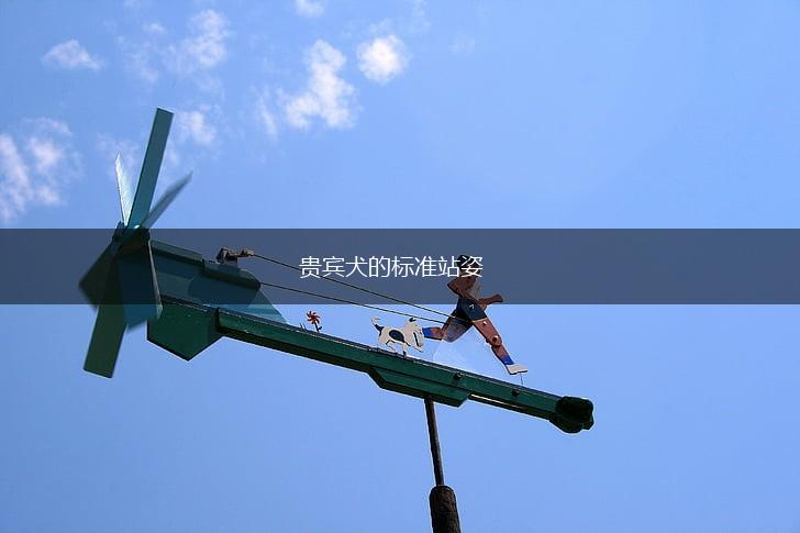 贵宾犬的标准站姿,第1张