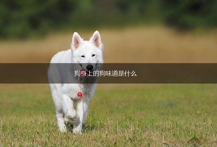 狗身上的狗味道是什么,第1张