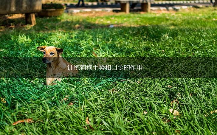 训练狗狗手势和口令的作用,第1张