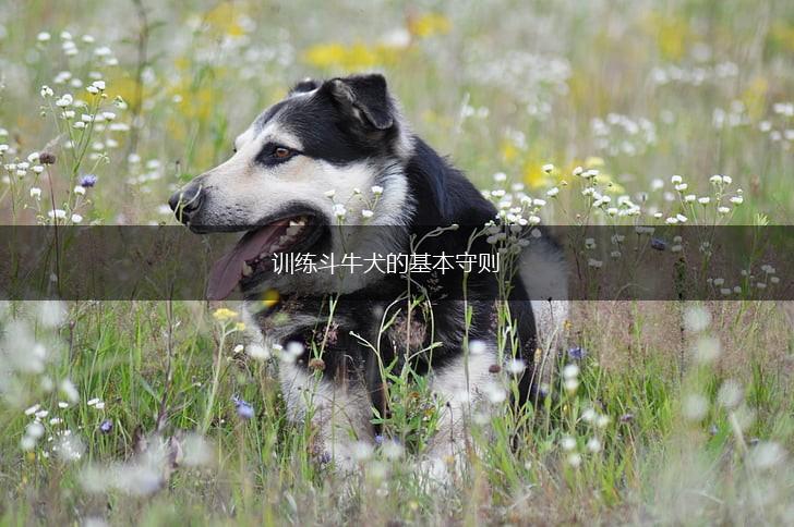 训练斗牛犬的基本守则,第1张