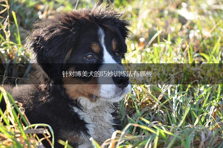 针对博美犬的巧妙训练法有哪些,第1张