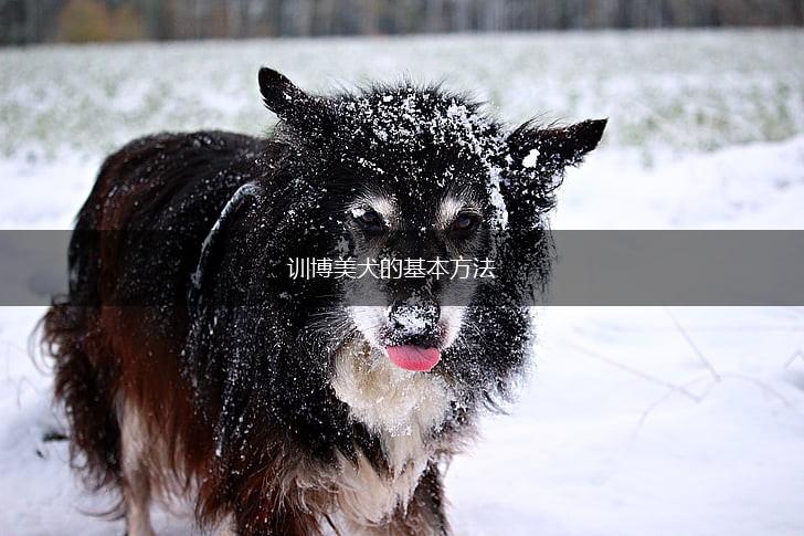 训博美犬的基本方法,第1张 训博美犬的基本方法,第1张
