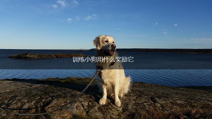 训练小狗用什么奖励它,第1张
