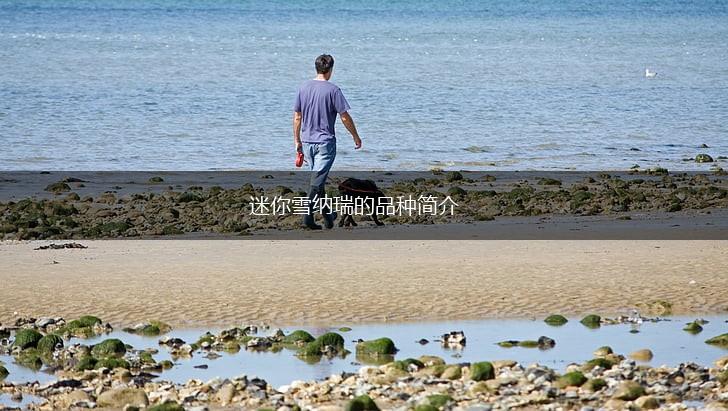 迷你雪纳瑞的品种简介,第1张