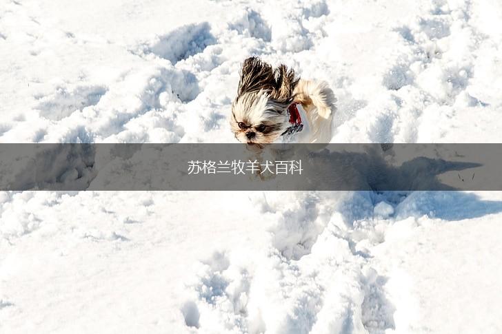 苏格兰牧羊犬百科,第1张