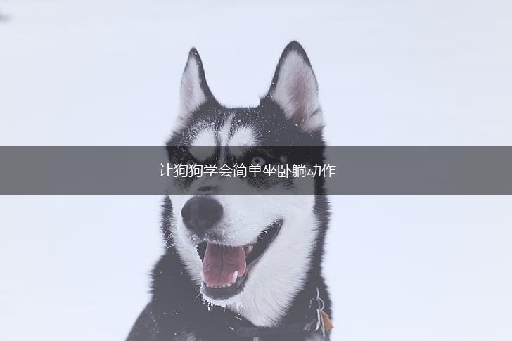 让狗狗学会简单坐卧躺动作,第1张