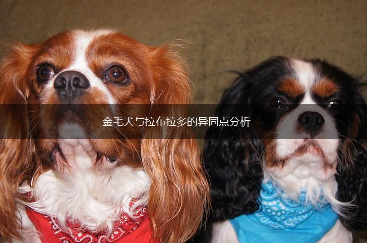 金毛犬与拉布拉多的异同点分析,第1张 金毛犬与拉布拉多的异同点分析,第1张