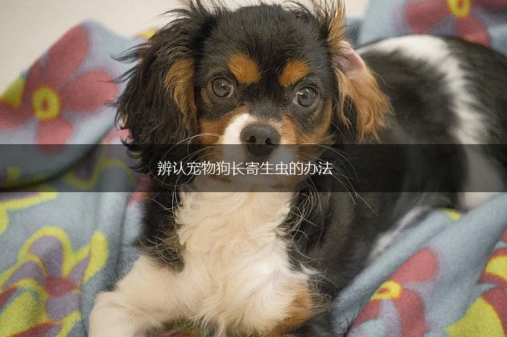 辨认宠物狗长寄生虫的办法,第1张