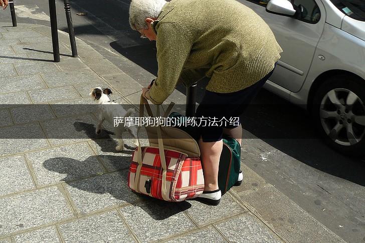 萨摩耶狗狗的训练方法介绍,第1张