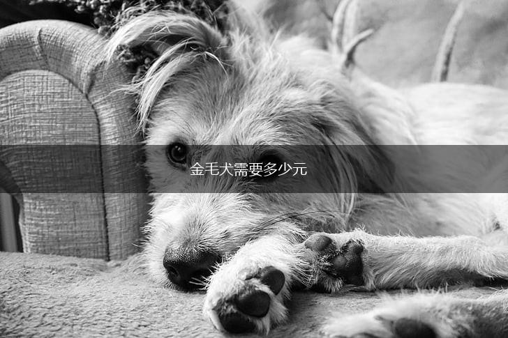金毛犬需要多少元,第1张