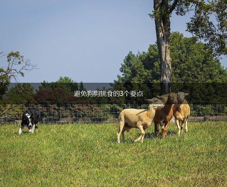避免狗狗挑食的3个要点,第1张