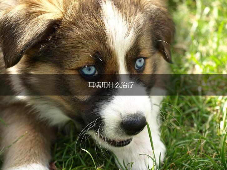 耳螨用什么治疗,第1张