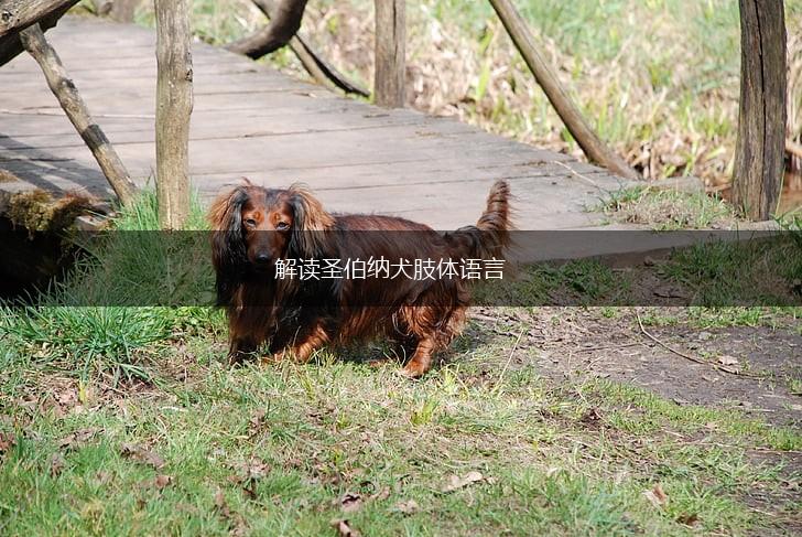 解读圣伯纳犬肢体语言,第1张