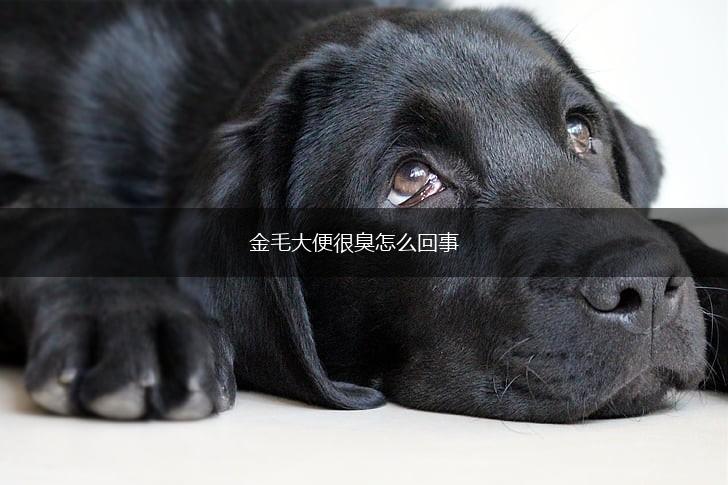 金毛大便很臭怎么回事,第1张