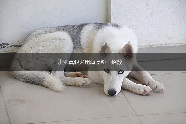 辨别真假犬用海藻粉三招数,第1张