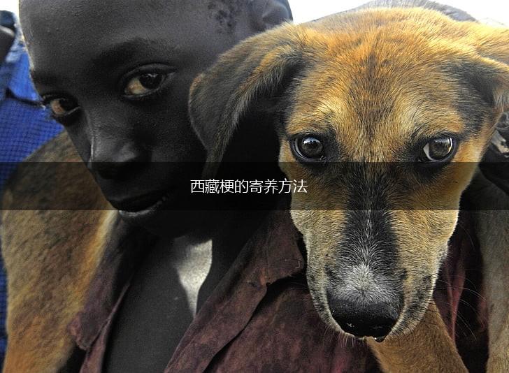 西藏梗的寄养方法,第1张