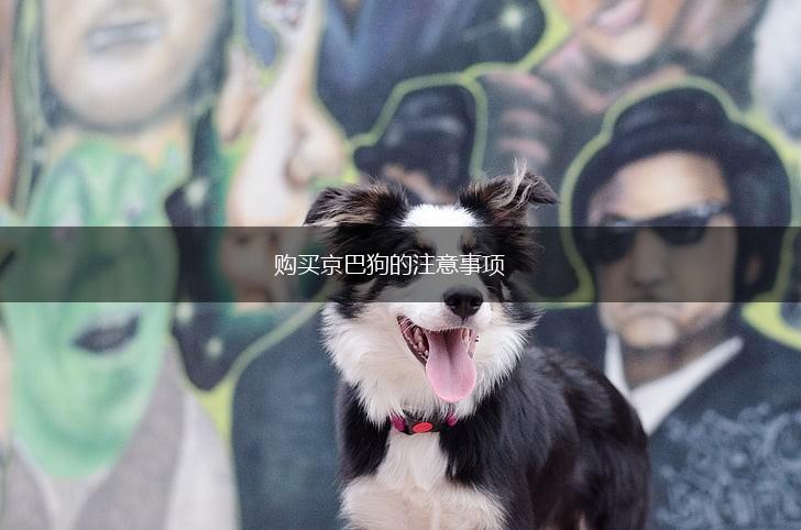 购买京巴狗的注意事项,第1张