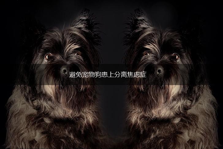 避免宠物狗患上分离焦虑症,第1张