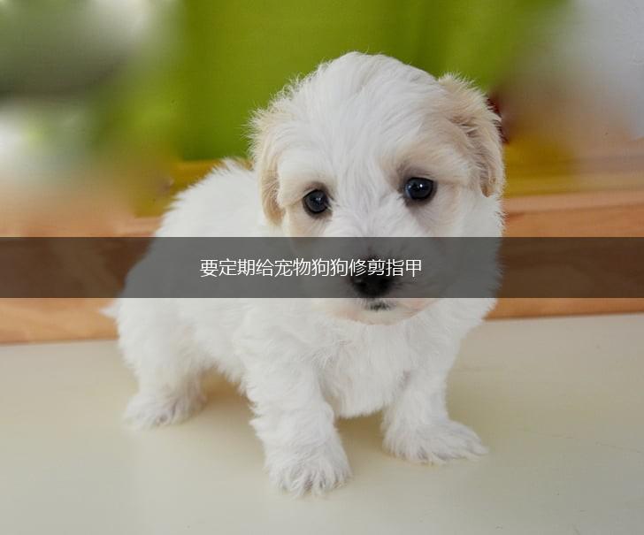 要定期给宠物狗狗修剪指甲,第1张