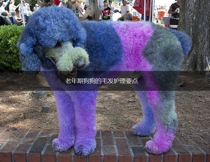 老年期狗狗的毛发护理要点,第1张
