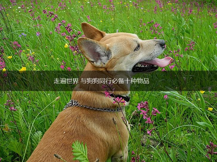 走遍世界 与狗狗同行必备十种物品,第1张