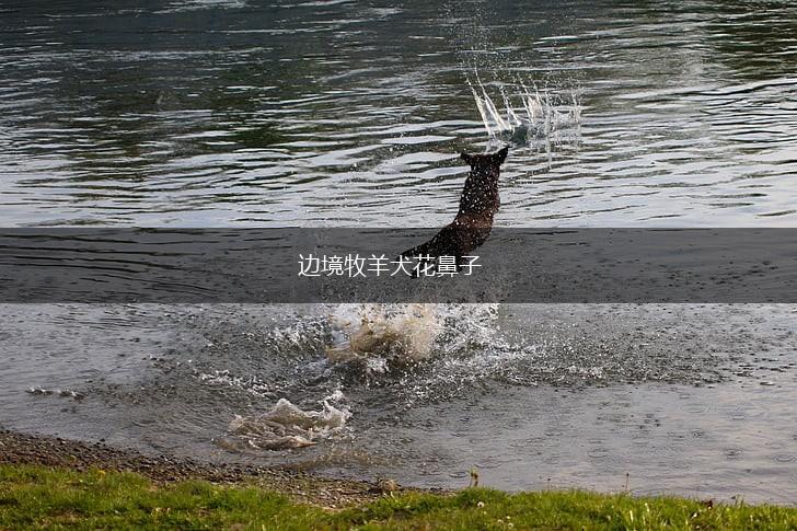 边境牧羊犬花鼻子,第1张