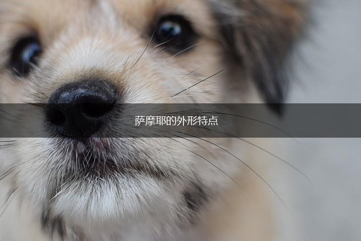 萨摩耶的外形特点,第1张