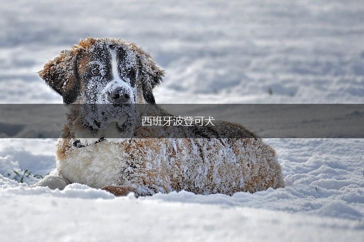 西班牙波登可犬,第1张