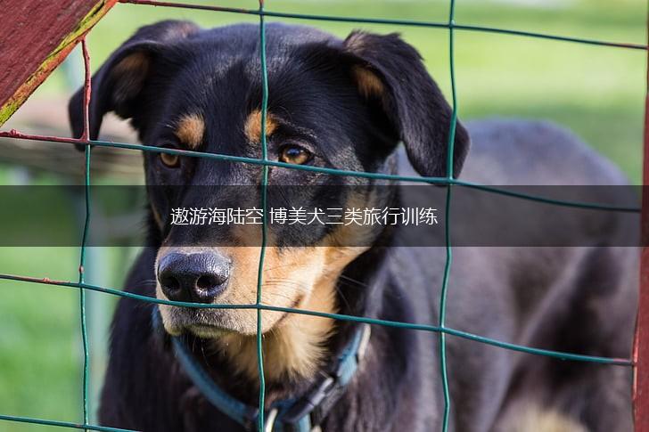 遨游海陆空 博美犬三类旅行训练,第1张