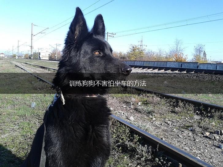 训练狗狗不害怕坐车的方法,第1张