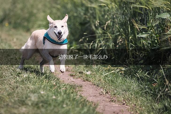 边牧脱了一块毛怎么办,第1张