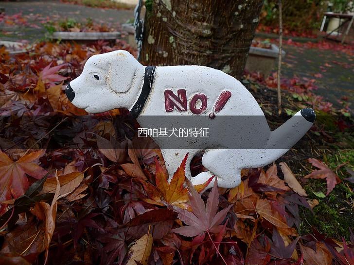 西帕基犬的特征,第1张