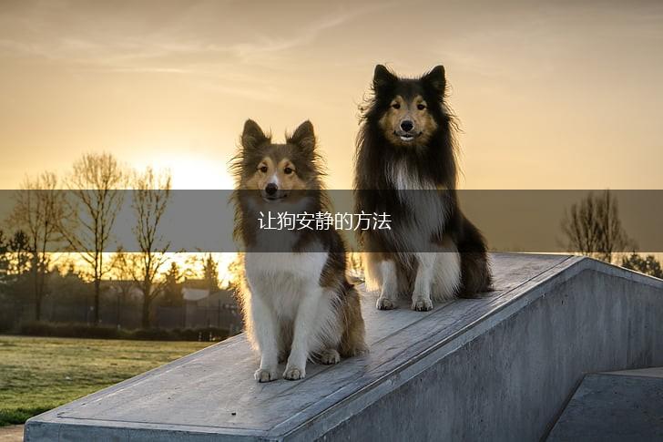 让狗安静的方法,第1张