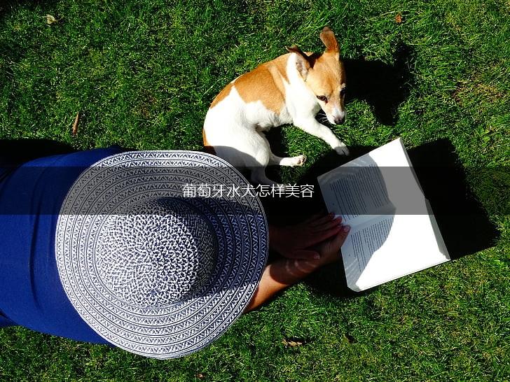 葡萄牙水犬怎样美容,第1张 葡萄牙水犬怎样美容,第1张