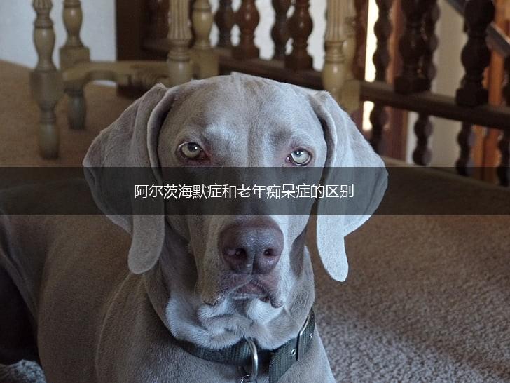 阿尔茨海默症和老年痴呆症的区别,第1张