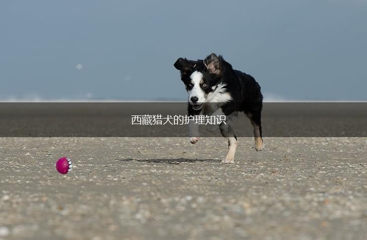 西藏猎犬的护理知识,第1张