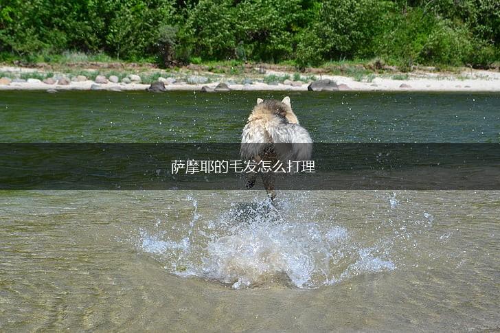 萨摩耶的毛发怎么打理,第1张