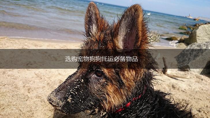 选购宠物狗狗托运必备物品,第1张 选购宠物狗狗托运必备物品,第1张